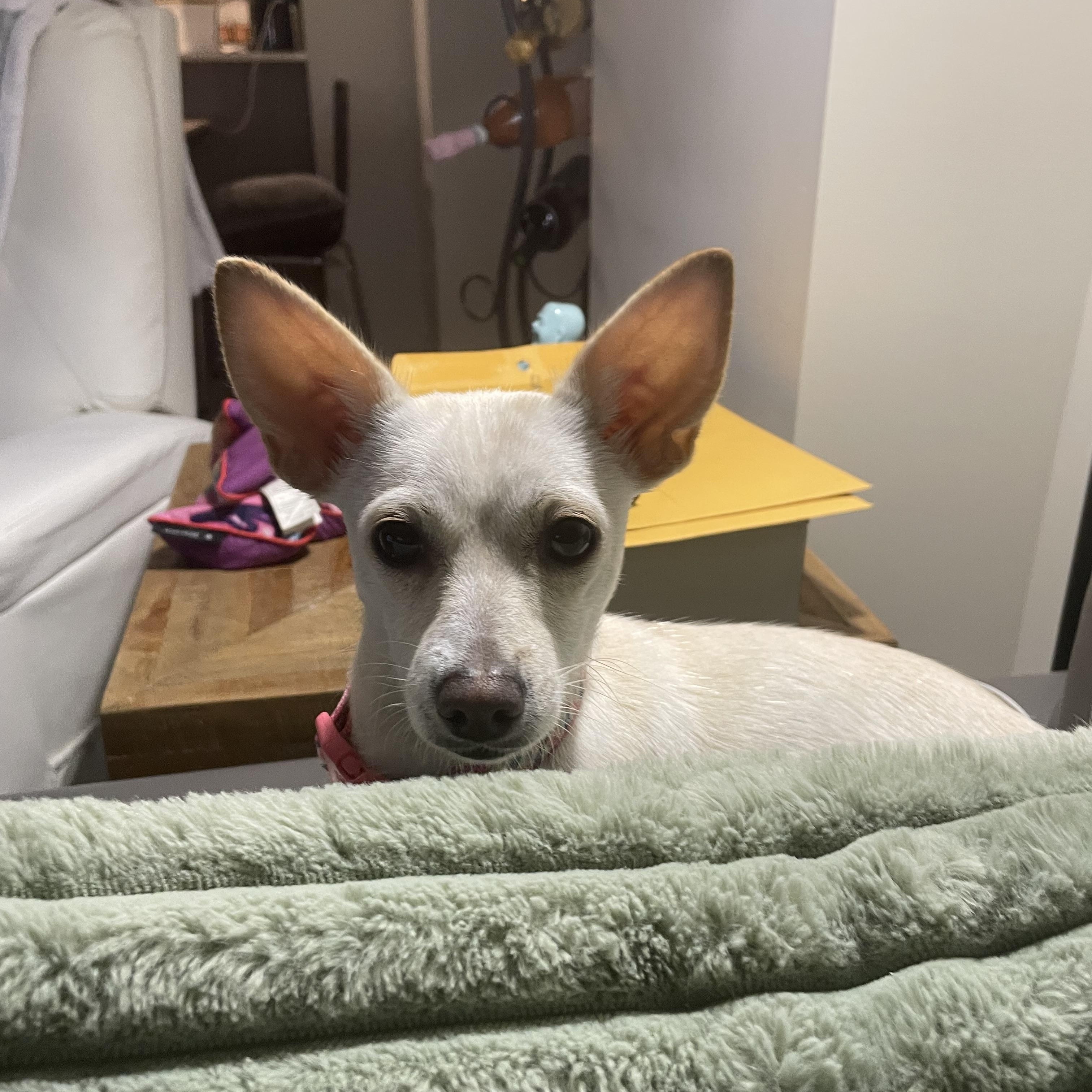 Enlarge Aurora, a Adoptable mixed breed in North Vancouver, BC image 1/6