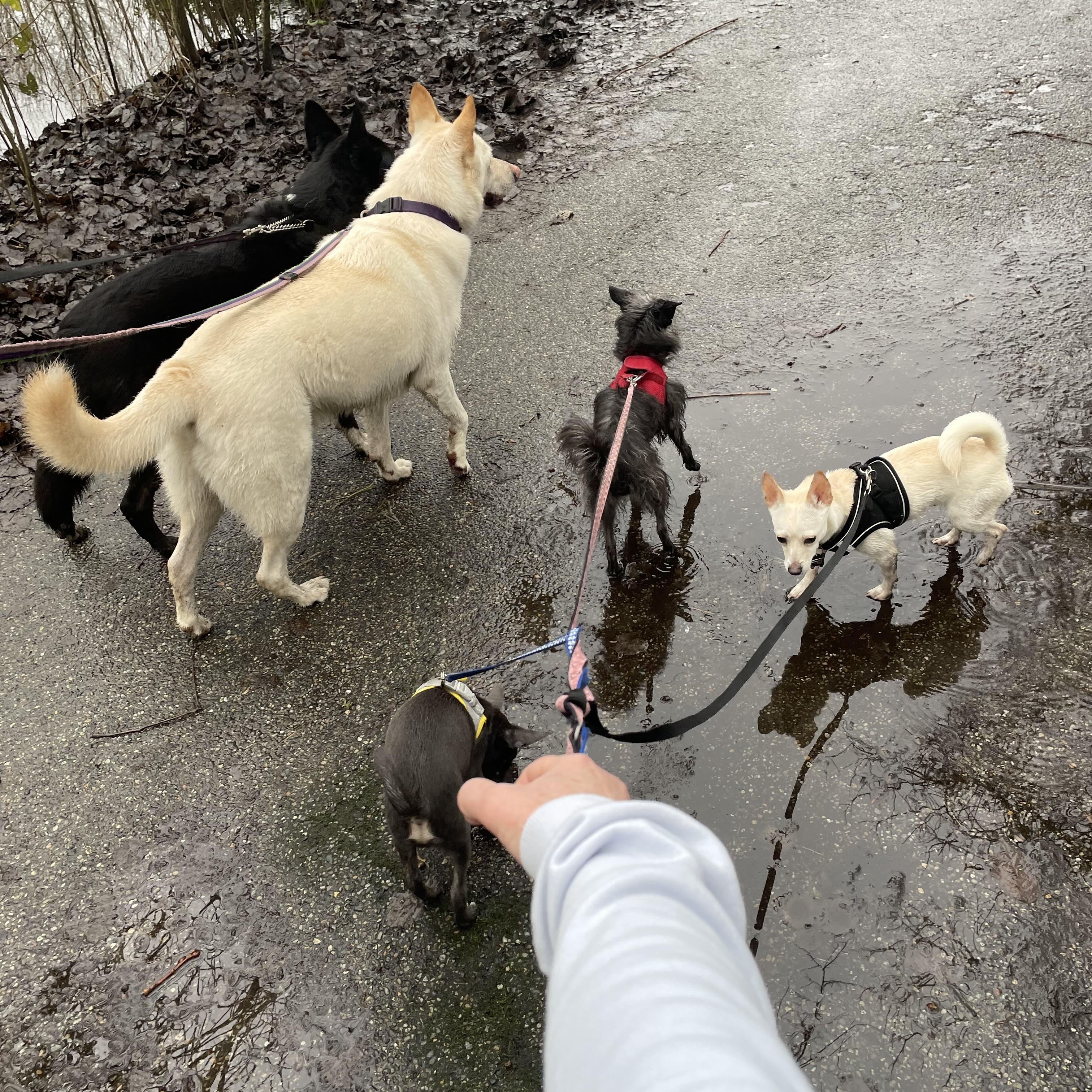 Aurora, a Adoptable mixed breed in North Vancouver, BC image 2/6