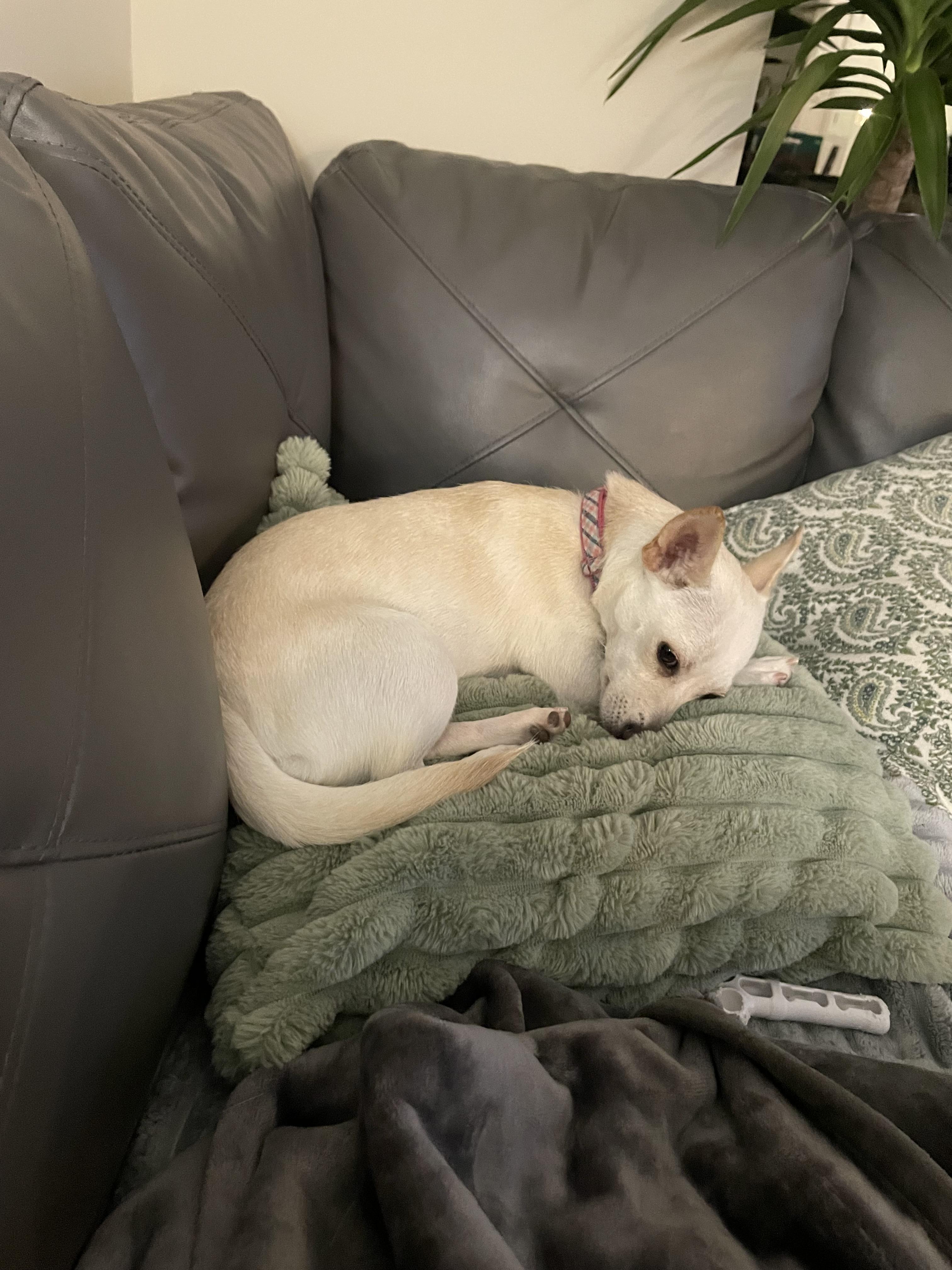 Enlarge Aurora, a Adoptable mixed breed in North Vancouver, BC image 5/6