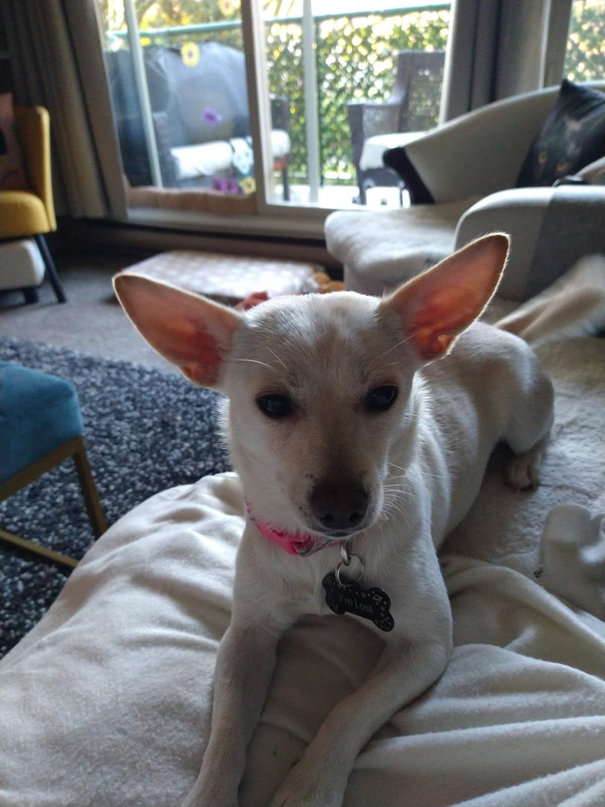 Aurora, a Adoptable mixed breed in North Vancouver, BC image 5/6