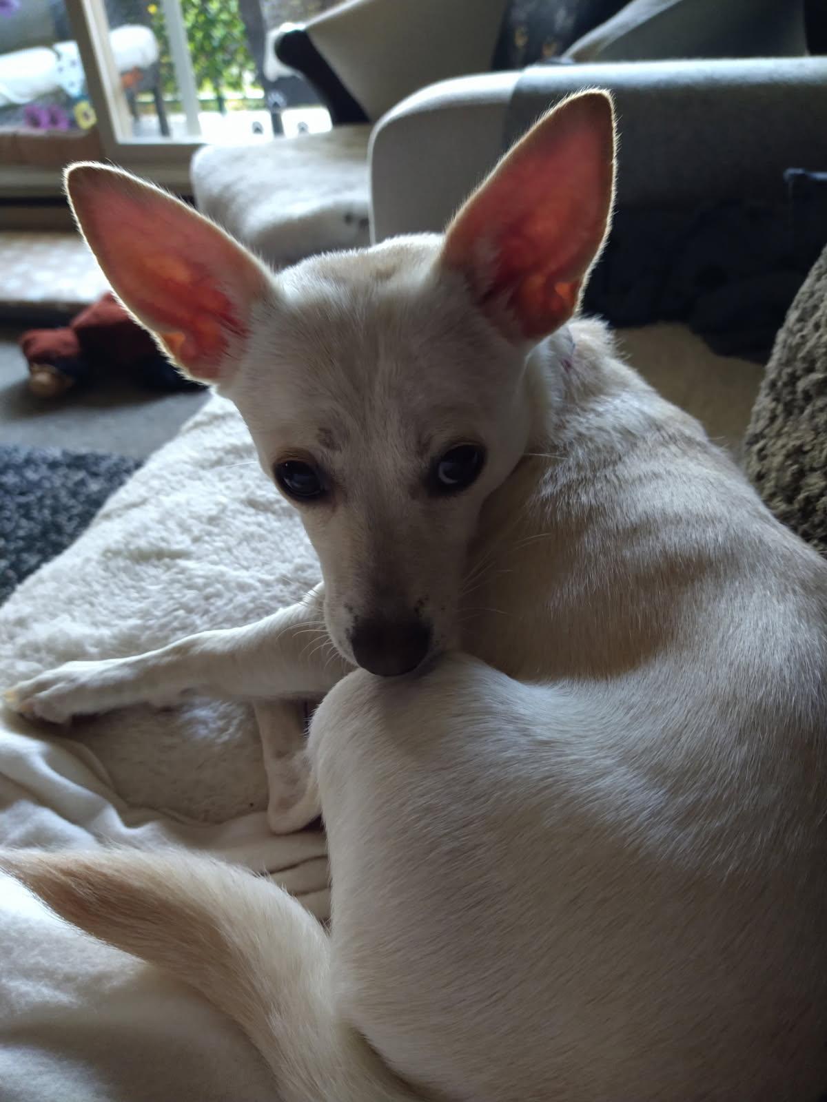 Aurora, a Adoptable mixed breed in North Vancouver, BC image 4/6