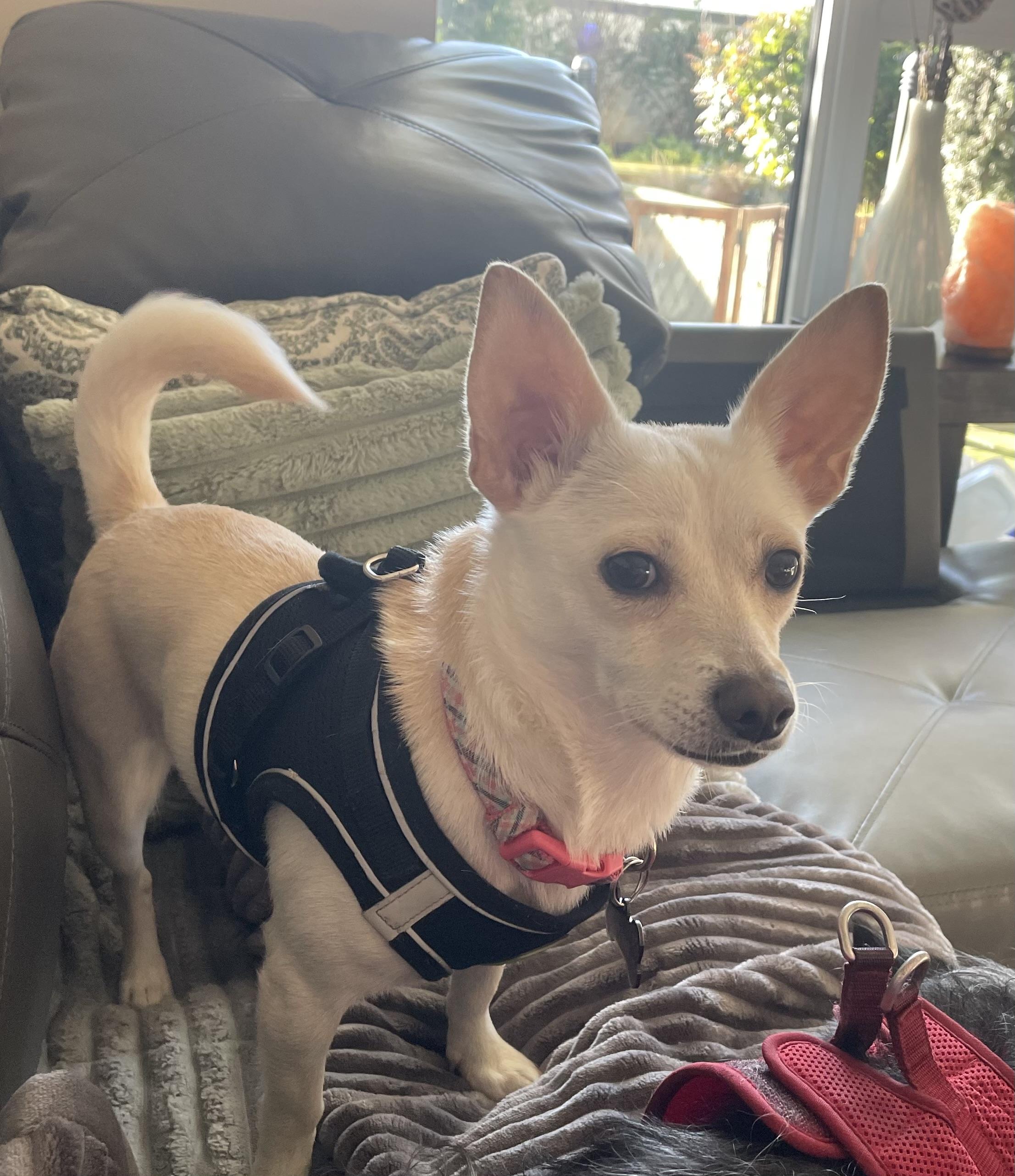 Aurora, a Adoptable mixed breed in North Vancouver, BC image 3/6