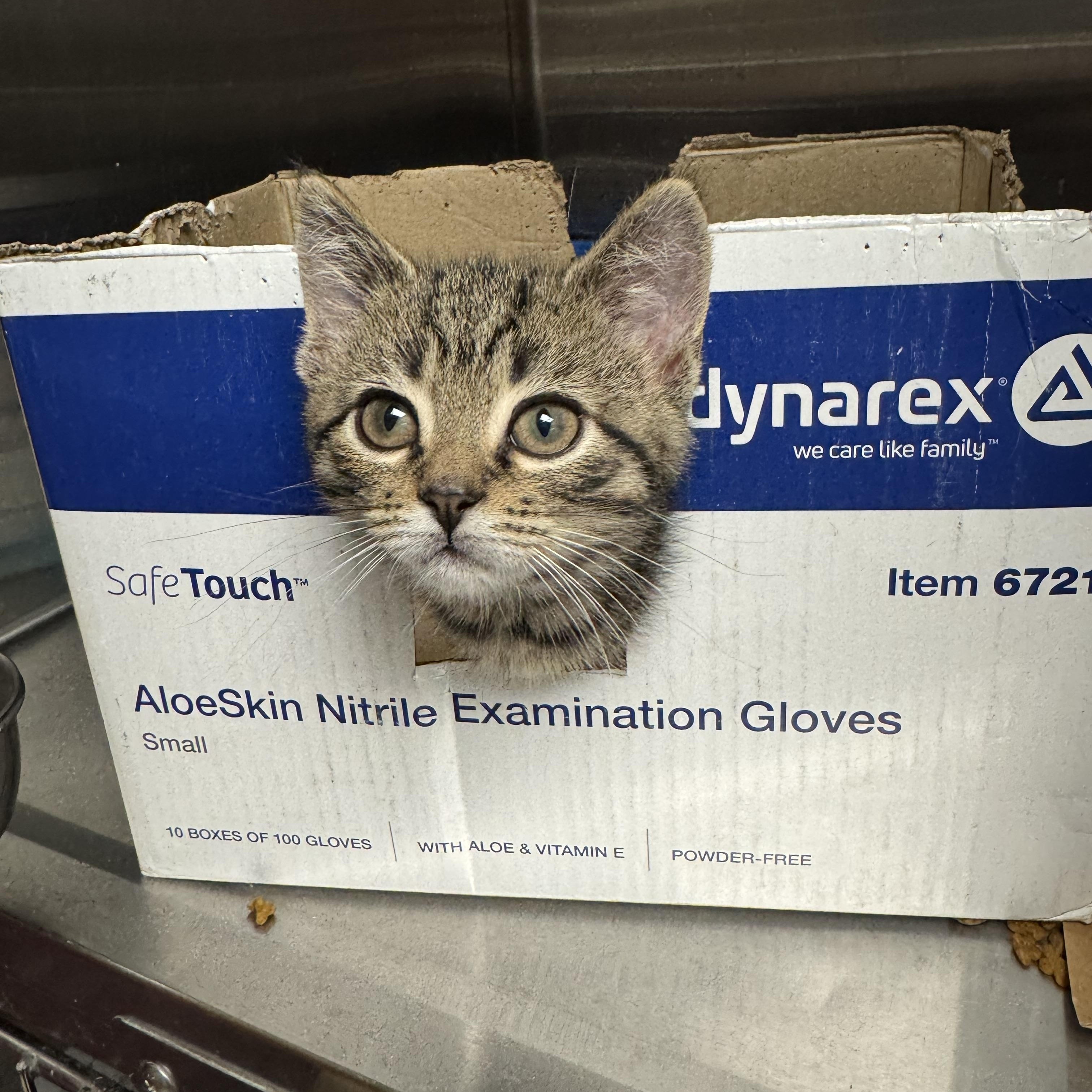 Peekaboo, Baby Male Domestic Short Hair