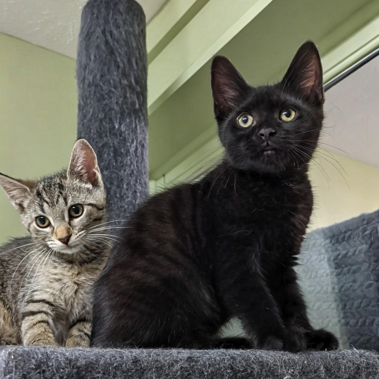 Diamond, an adoptable Domestic Short Hair in West Jefferson, OH image 2/6