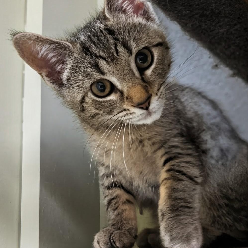 Diamond, an adoptable Domestic Short Hair in West Jefferson, OH image 4/6
