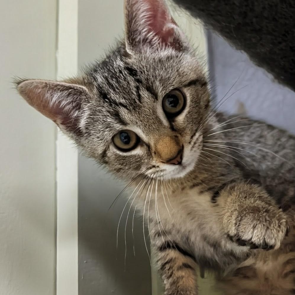 Diamond, adoptable, Kitten Female Domestic Short Hair.