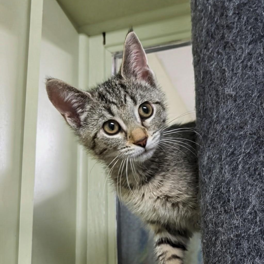 Diamond, an adoptable Domestic Short Hair in West Jefferson, OH image 5/6