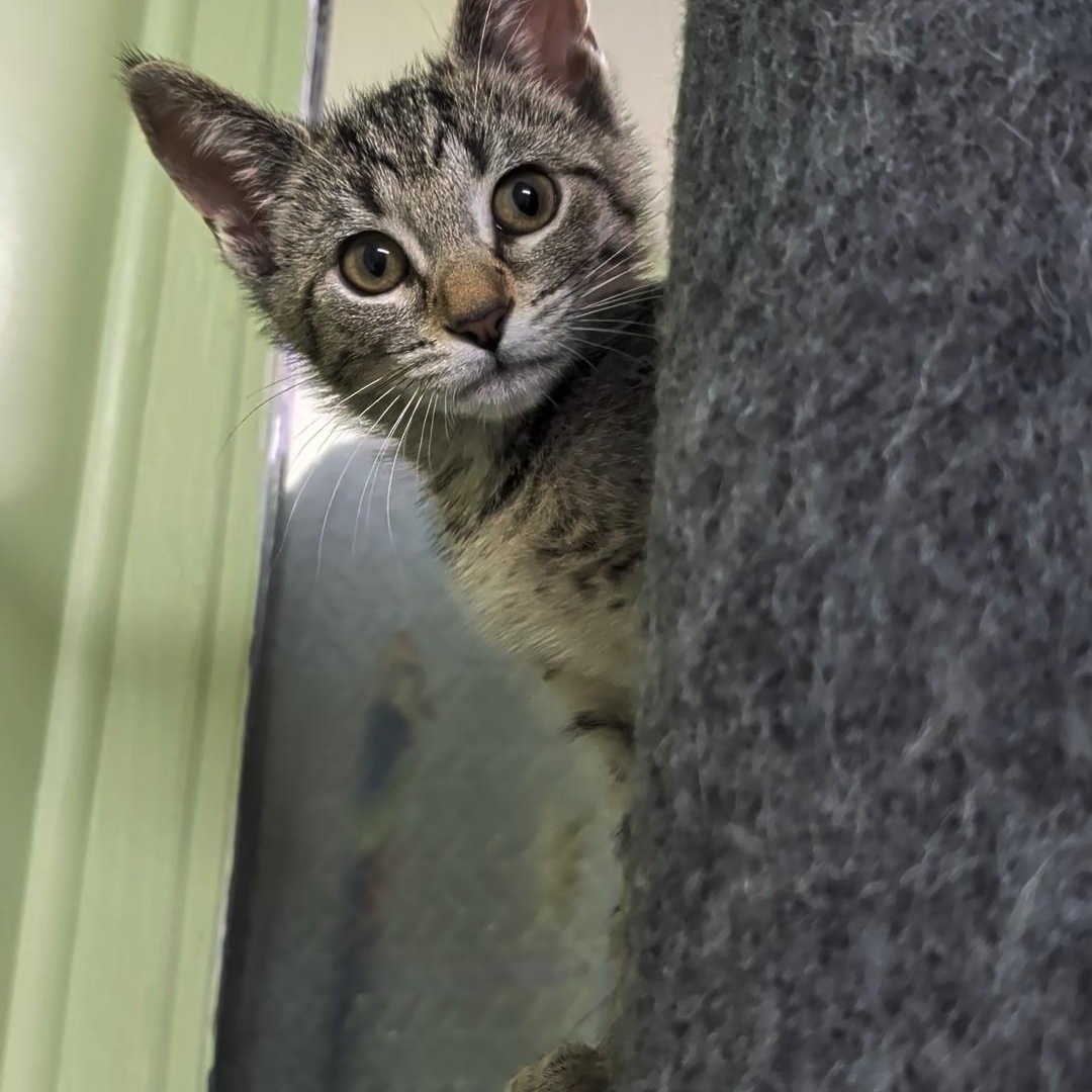 Diamond, an adoptable Domestic Short Hair in West Jefferson, OH image 3/6