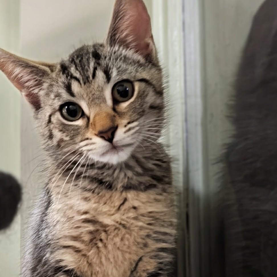 Diamond, an adoptable Domestic Short Hair in West Jefferson, OH image 6/6