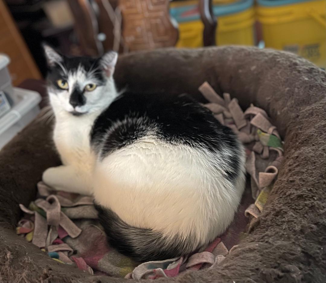 Inky, Adoptable, Young Male Domestic Short Hair.