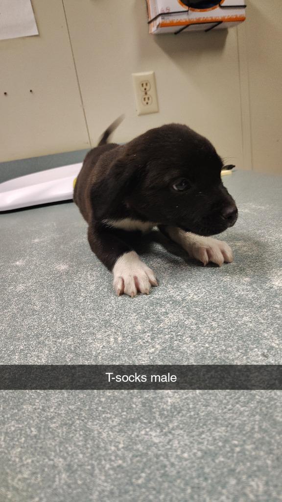 T-Socks, Adoptable, Puppy Male Catahoula Leopard Dog & Mixed Breed.