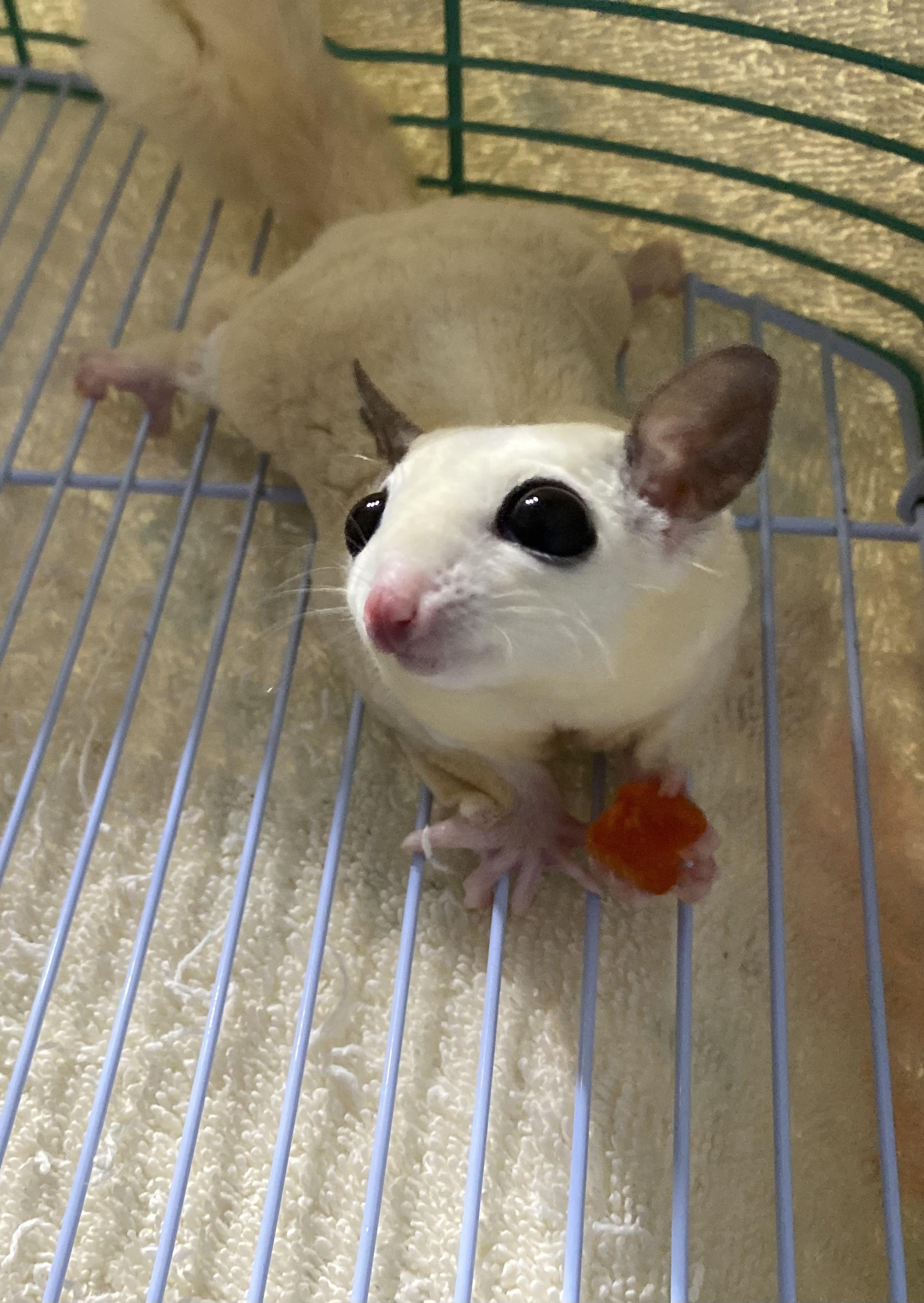 Enlarge Cotton, a Adoptable Sugar Glider in Middle Island, NY image 1/2