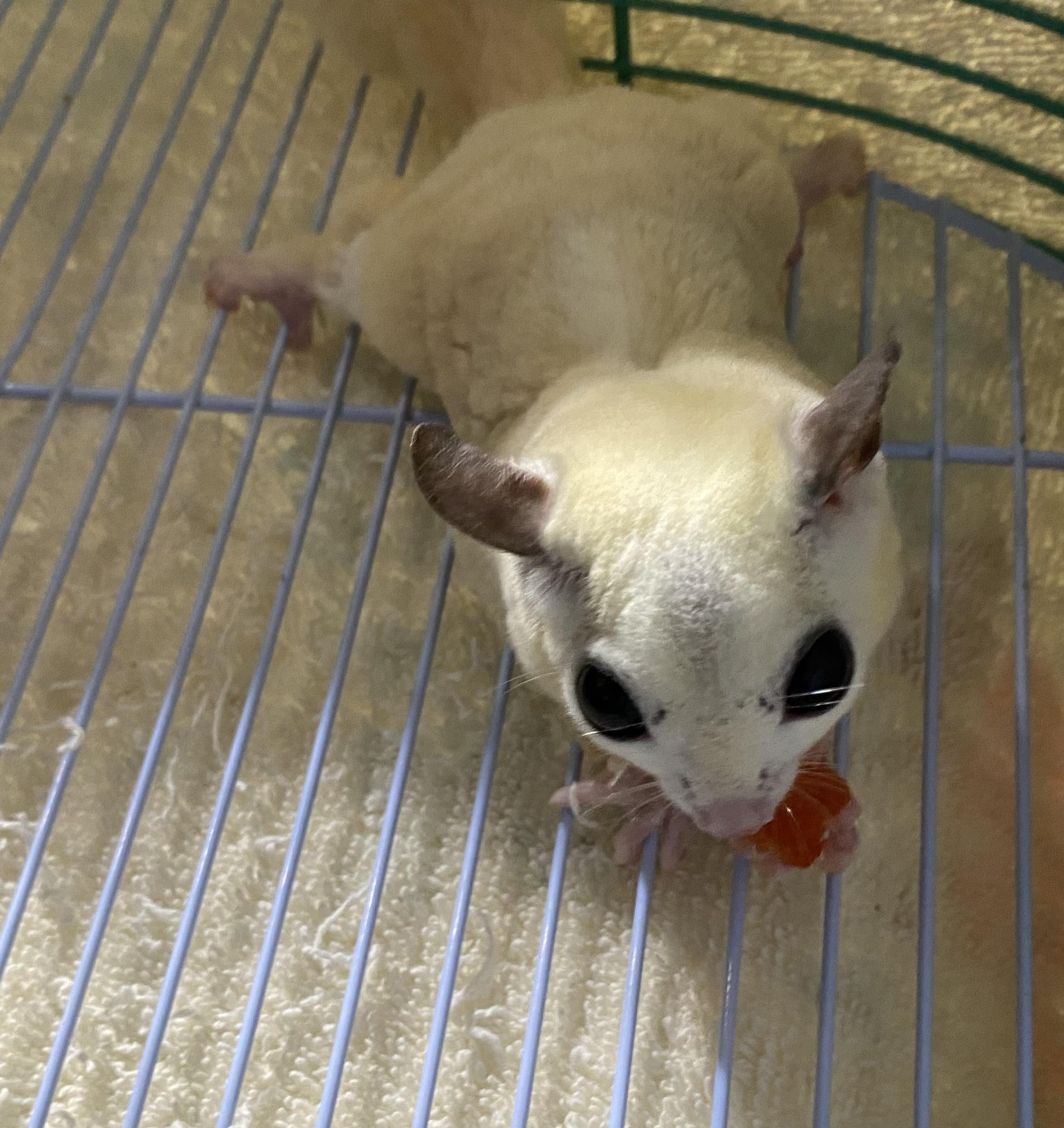 Enlarge Cotton, a Adoptable Sugar Glider in Middle Island, NY image 2/2