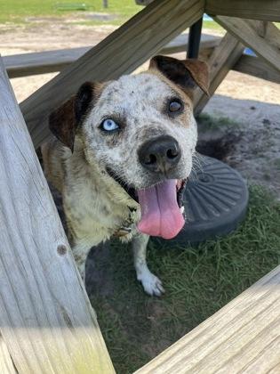Noah, Adoptable, Adult Male Mixed Breed & Mixed Breed.