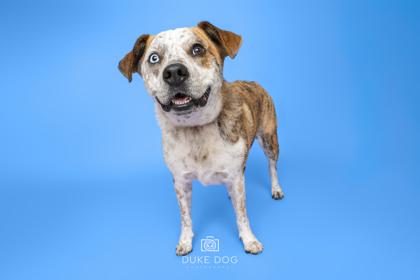 Enlarge Noah, a Adoptable mixed breed in Manteo, NC image 3/3