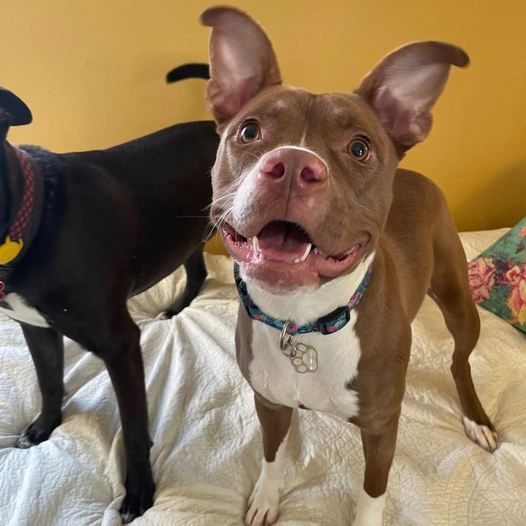 Enlarge Clonakilty, a Adoptable mixed breed in Detroit, MI image 1/6