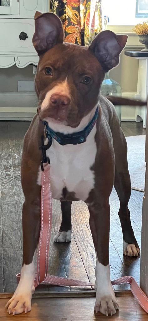 Enlarge Clonakilty, a Adoptable mixed breed in Detroit, MI image 3/6