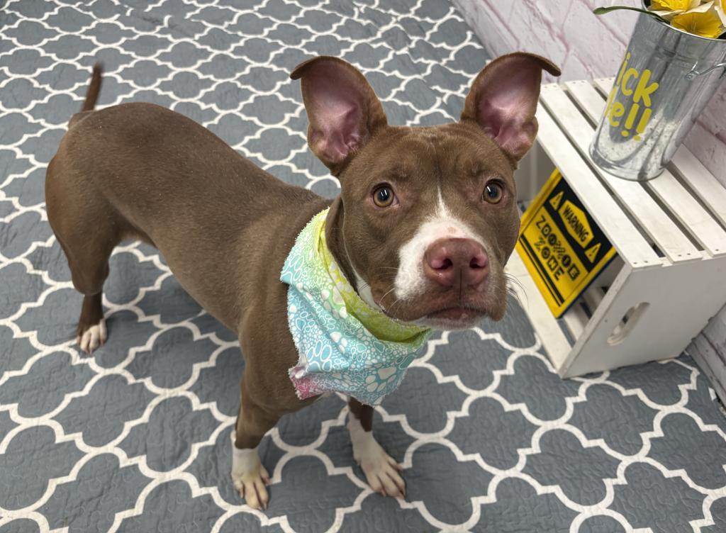 Enlarge Clonakilty, a Adoptable mixed breed in Detroit, MI image 5/6