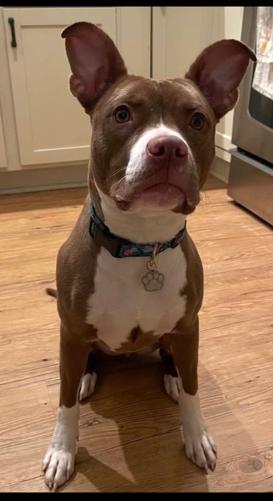 Enlarge Clonakilty, a Adoptable mixed breed in Detroit, MI image 6/6