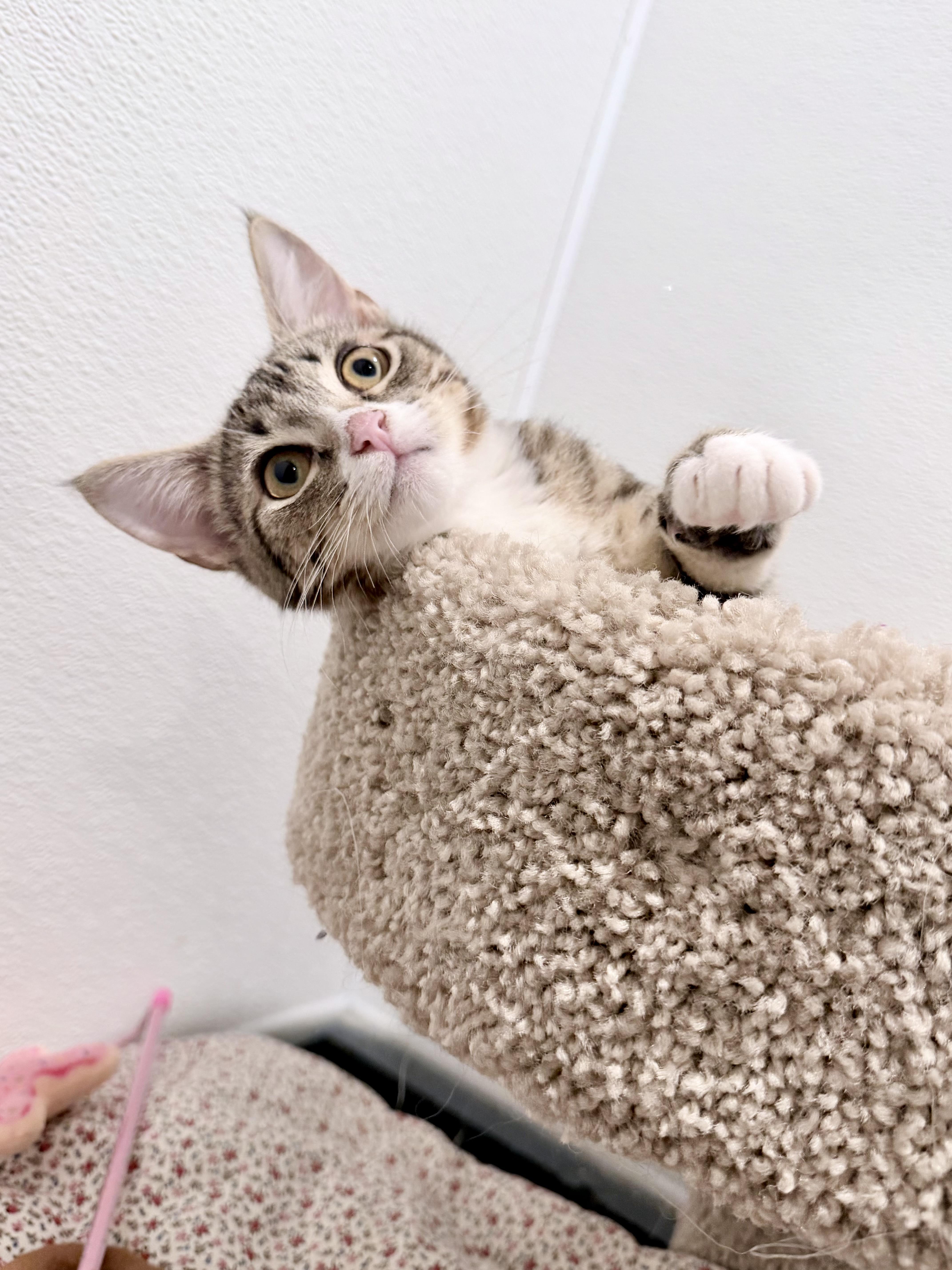Sardine, ADOPTABLE, Young Female Domestic Short Hair.