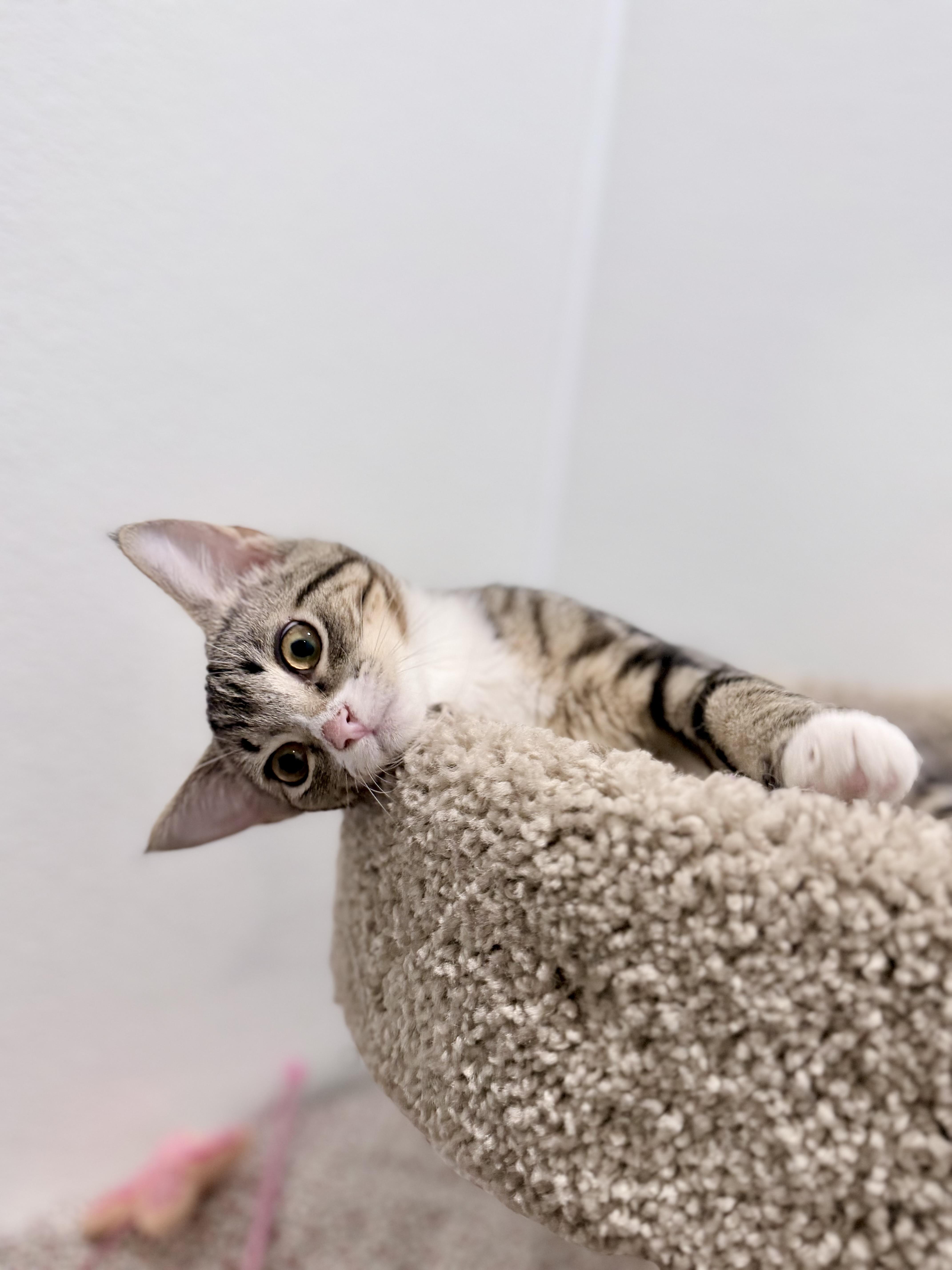 Sardine, a ADOPTABLE Domestic Short Hair in Medford, NJ image 5/6