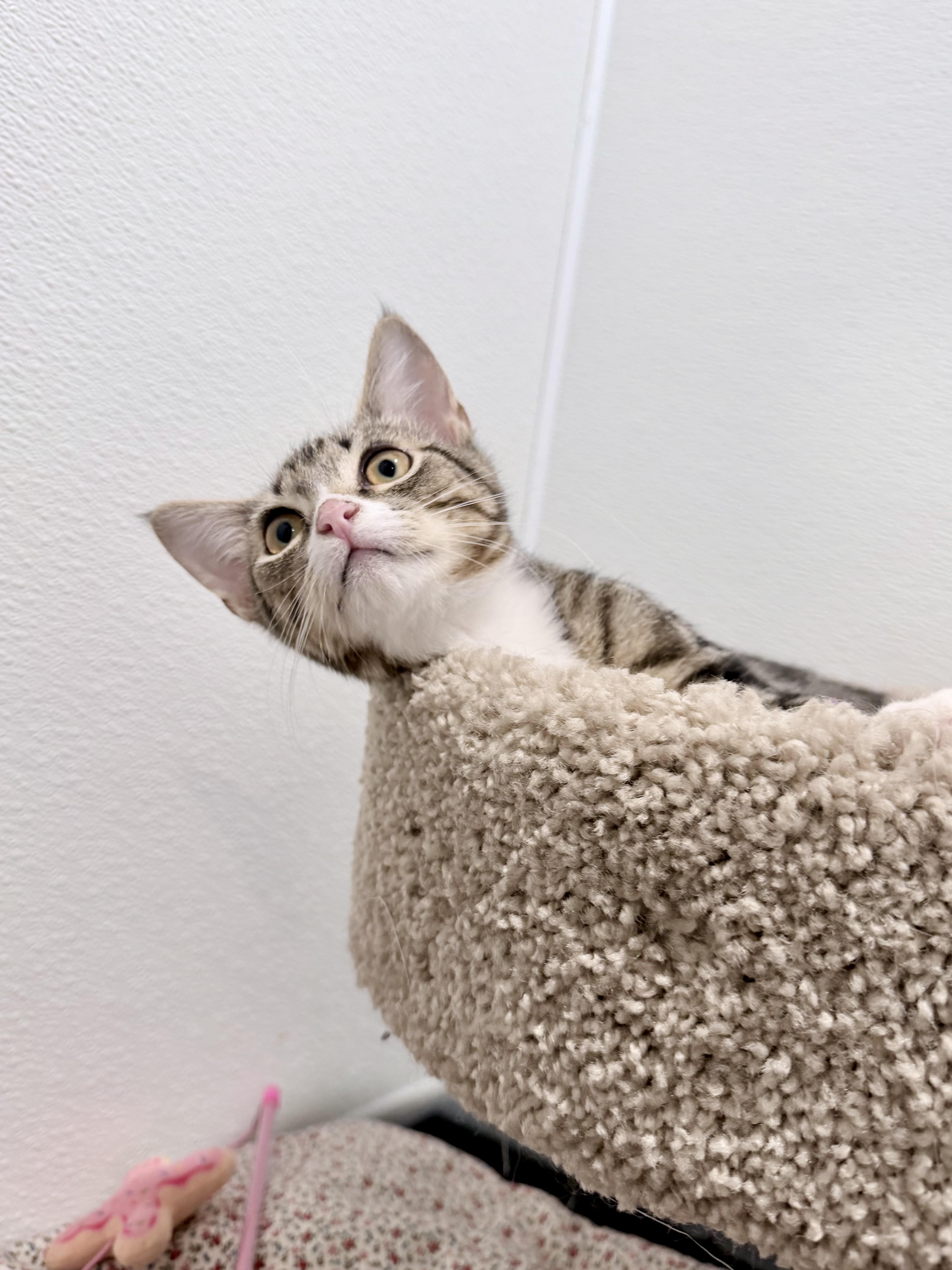 Sardine, a ADOPTABLE Domestic Short Hair in Medford, NJ image 6/6