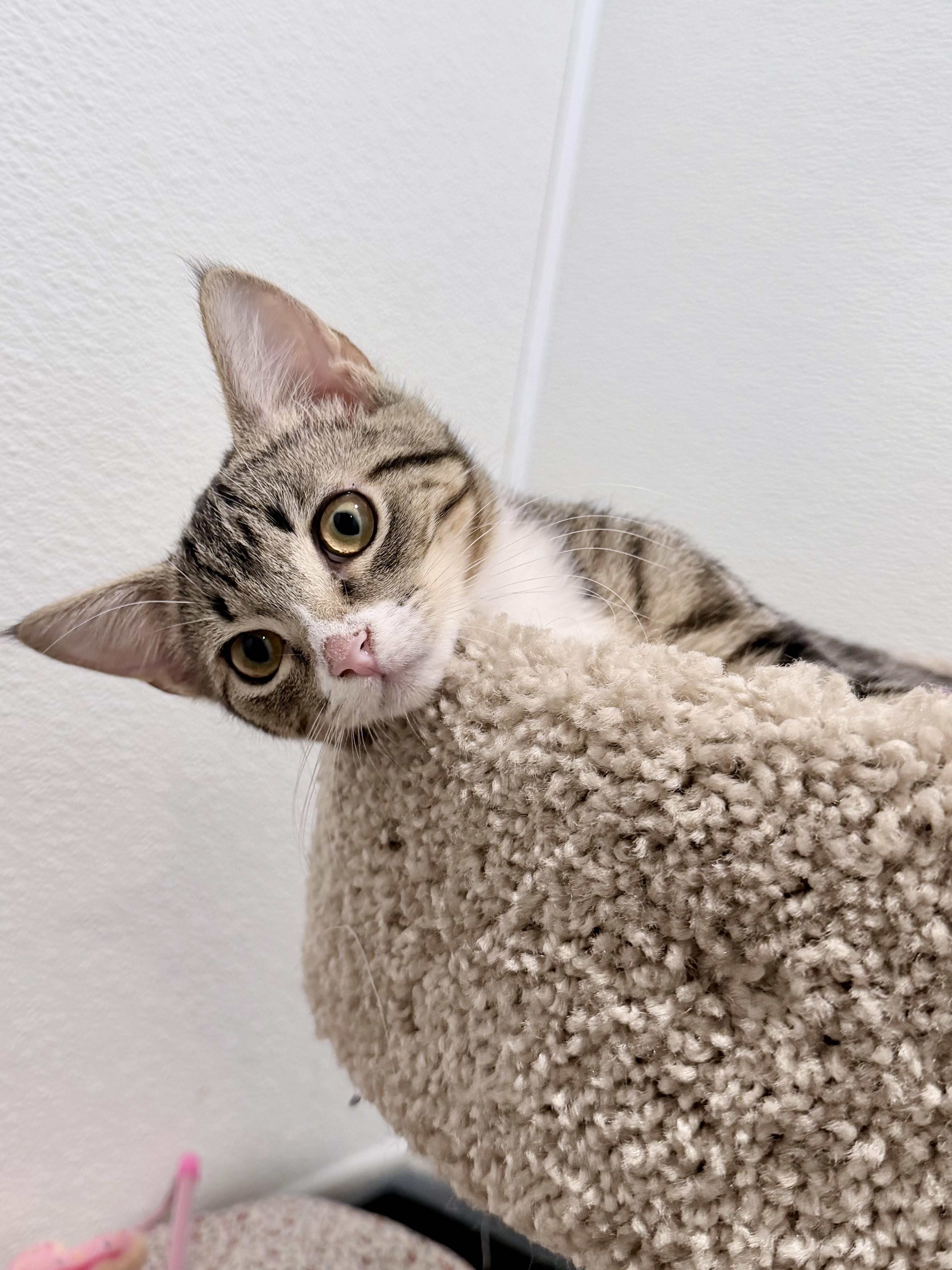 Sardine, a ADOPTABLE Domestic Short Hair in Medford, NJ image 4/6