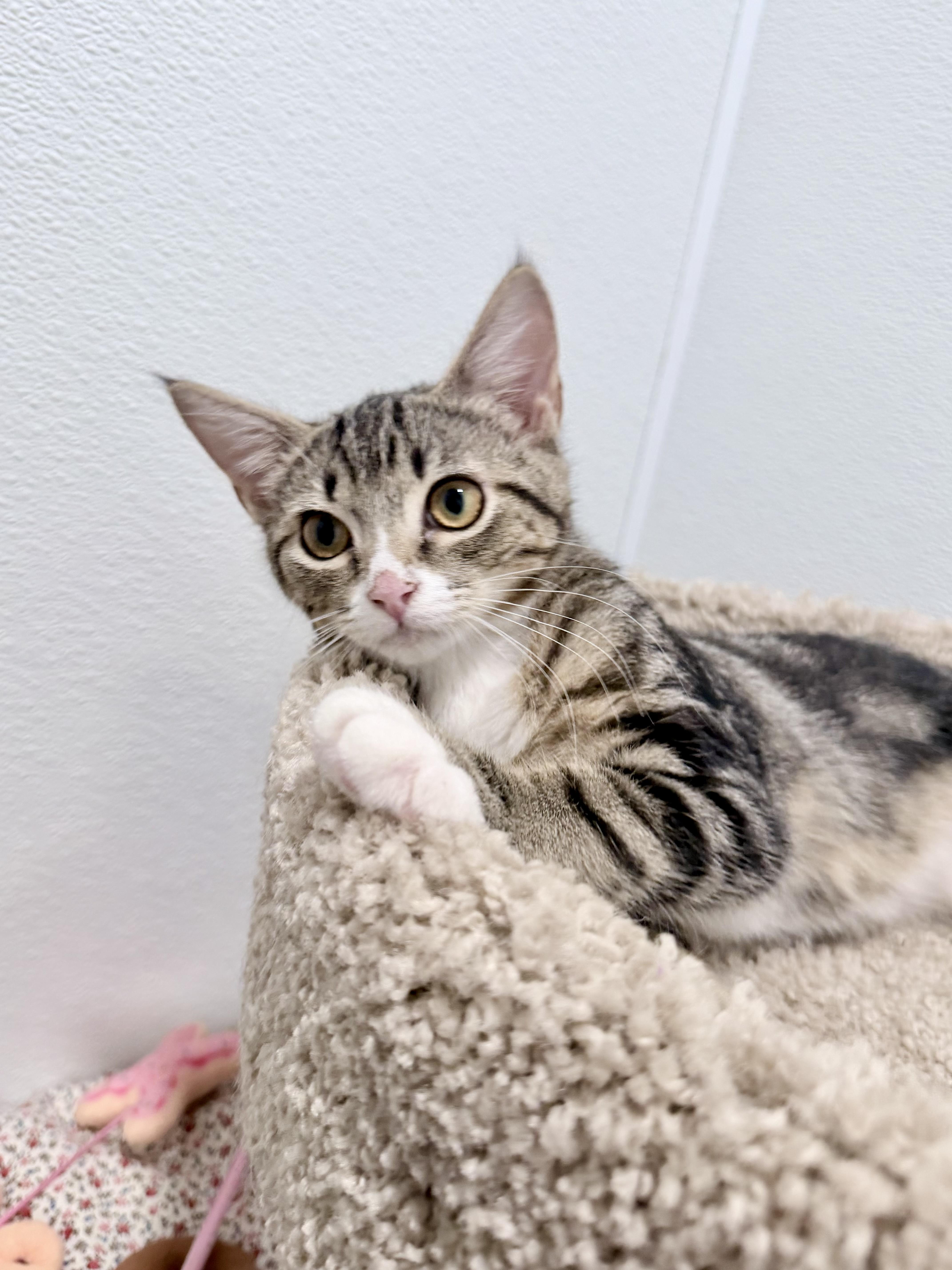 Sardine, a ADOPTABLE Domestic Short Hair in Medford, NJ image 3/6