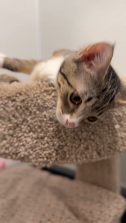 Enlarge Sardine, a ADOPTABLE Domestic Short Hair in Medford, NJ video 2/6