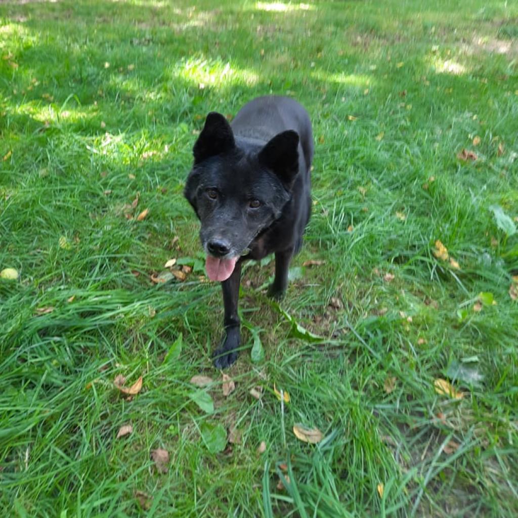 Mia, Adoptable, Senior Female Chow Chow & Shepherd.