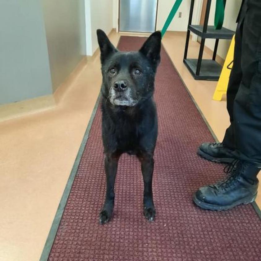 Enlarge Mia, a Adoptable mixed breed in Liberty, IN image 2/2