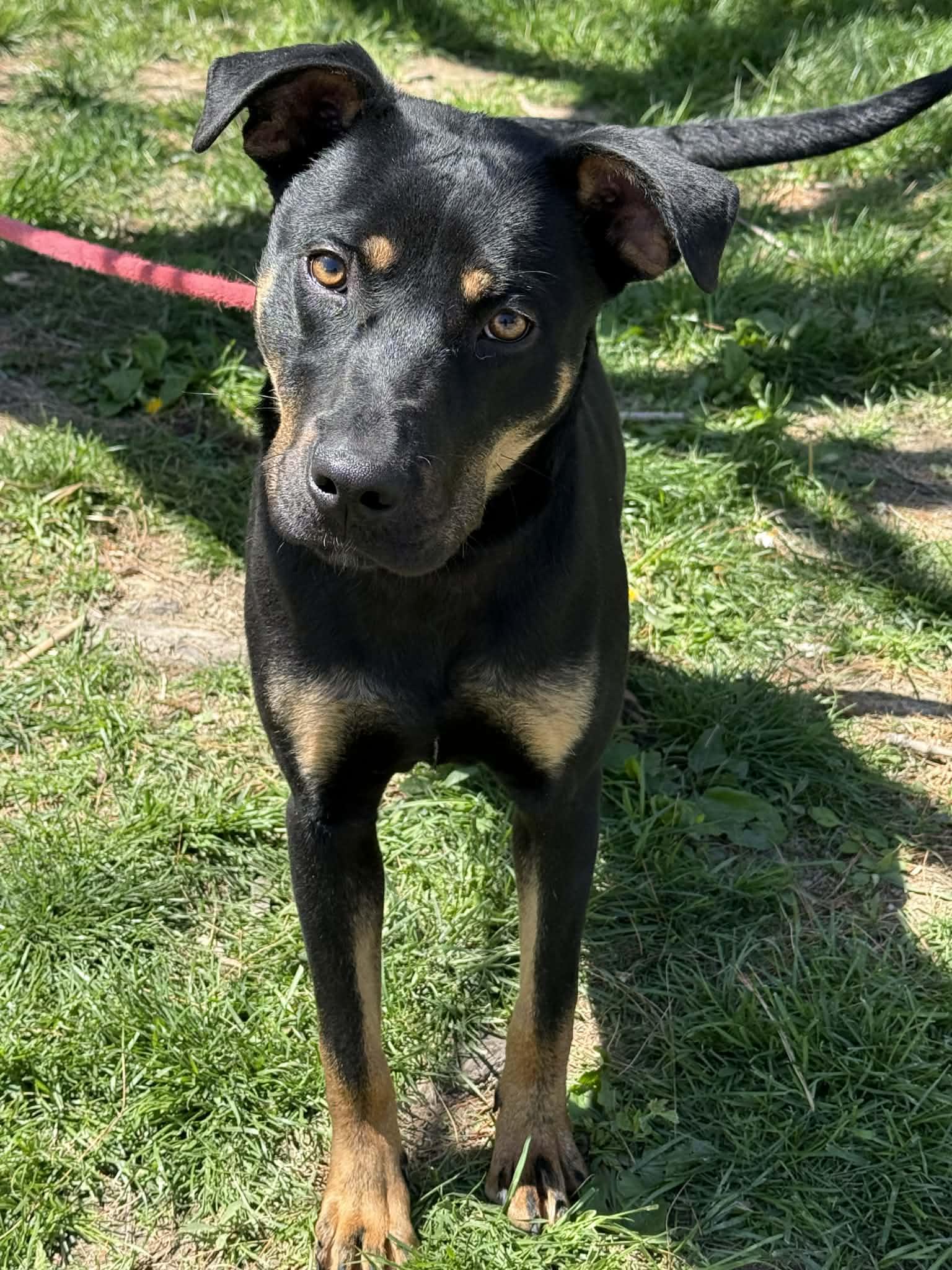 Enlarge Bruno, a ADOPTABLE mixed breed in Springfield, IL image 3/4