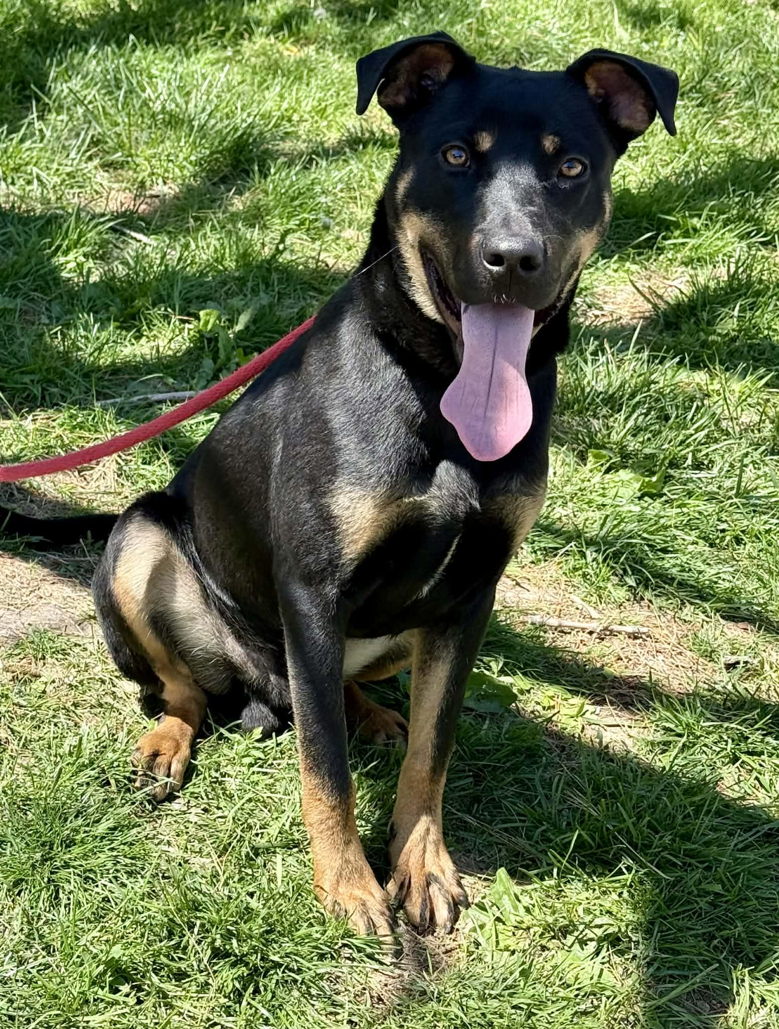 Enlarge Bruno, a ADOPTABLE mixed breed in Springfield, IL image 4/4