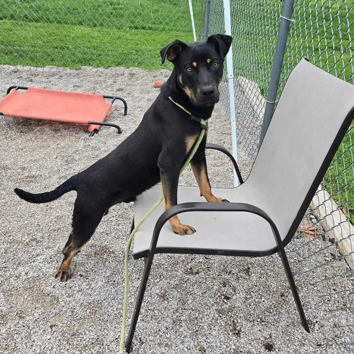 Enlarge Bruno, a ADOPTABLE mixed breed in Springfield, IL image 2/4