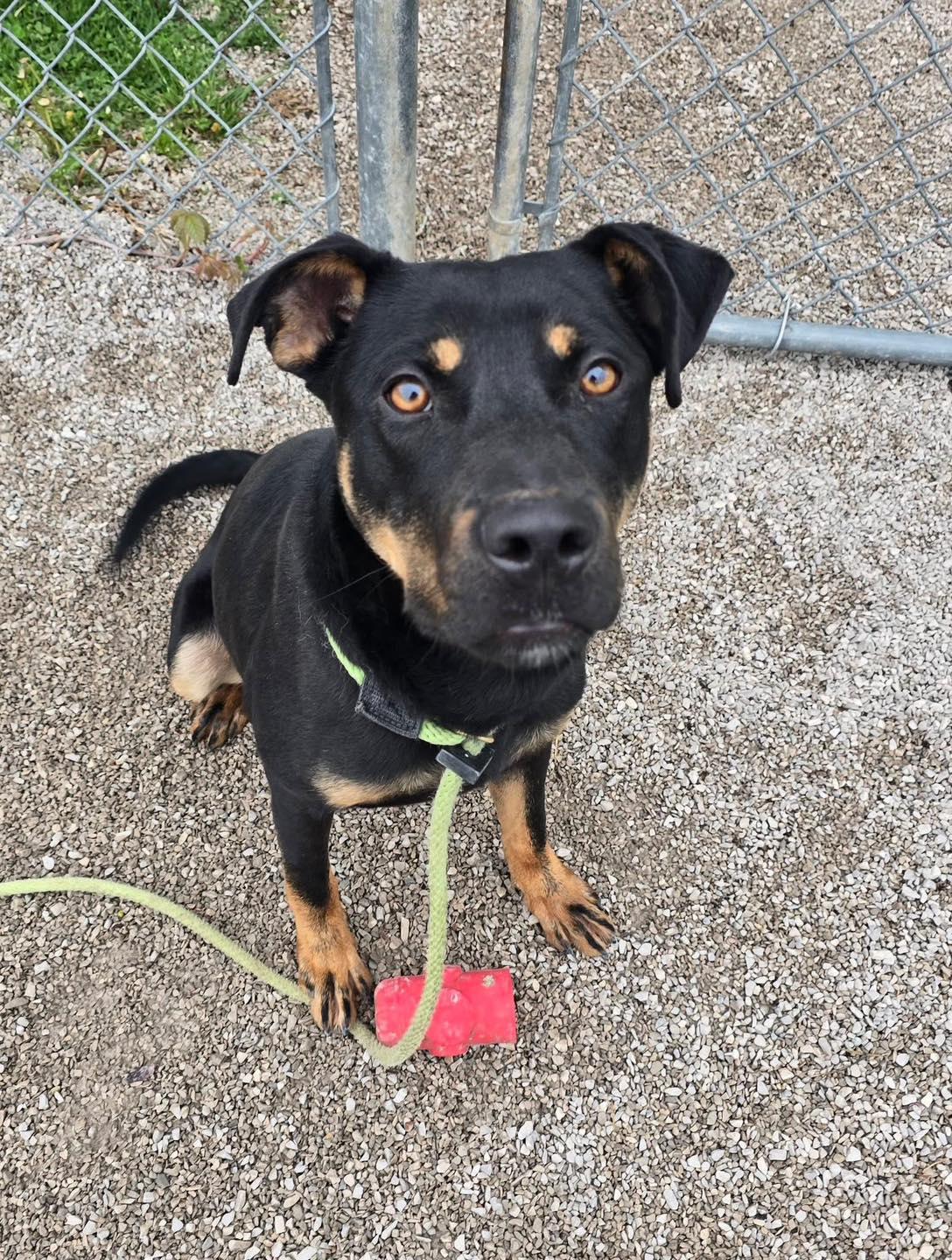 Bruno, ADOPTABLE, Adult Male Labrador Retriever & Rottweiler.