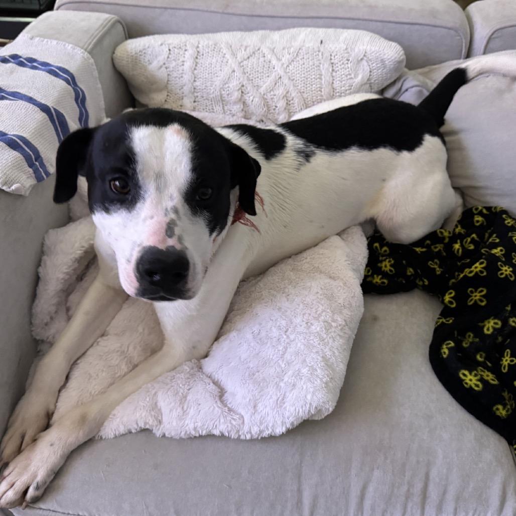 Enlarge Marshall (Adoption Fee Sponsored!), a Adoptable Mixed Breed in Alabaster, AL image 1/6