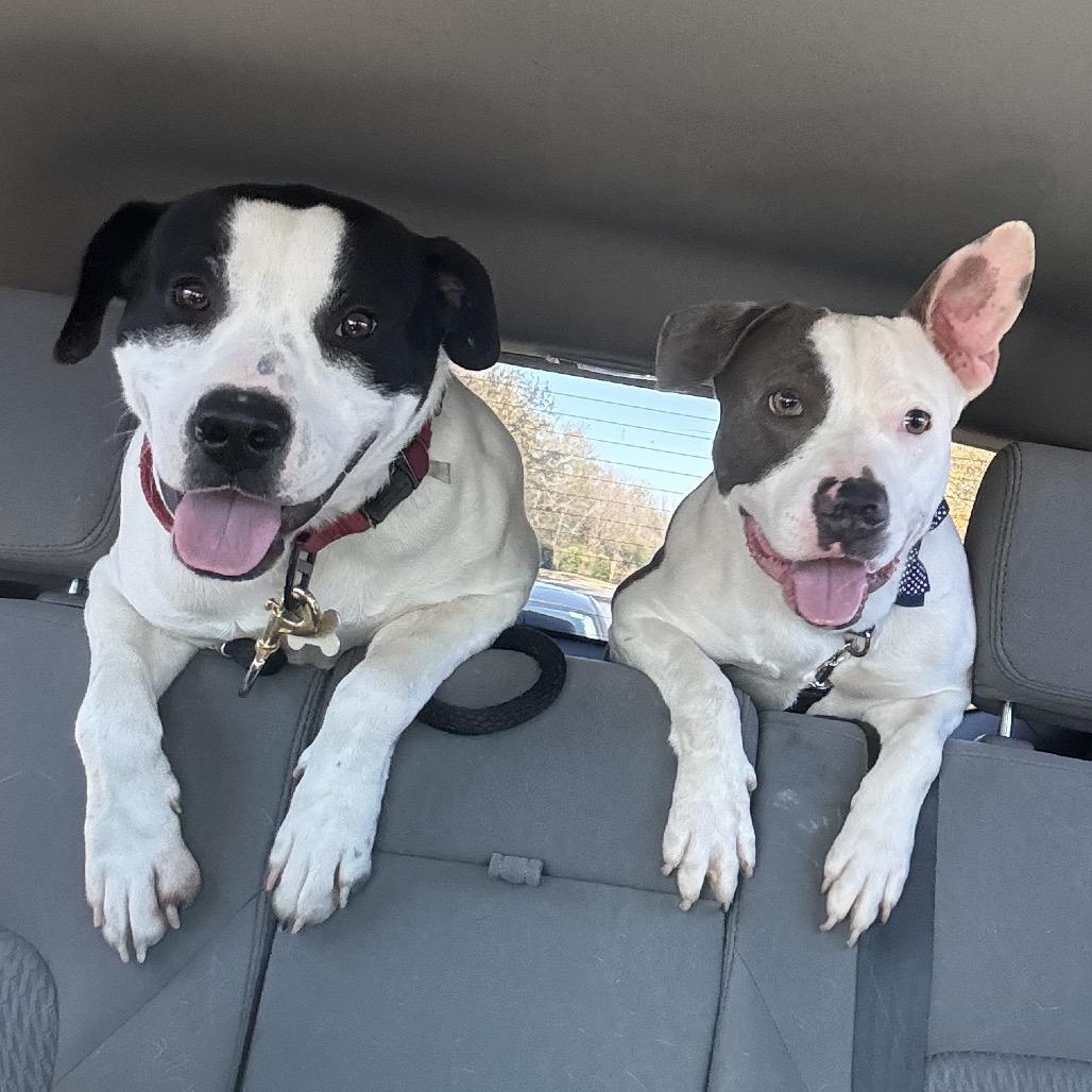 Enlarge Marshall (Adoption Fee Sponsored!), a Adoptable Mixed Breed in Alabaster, AL image 2/6