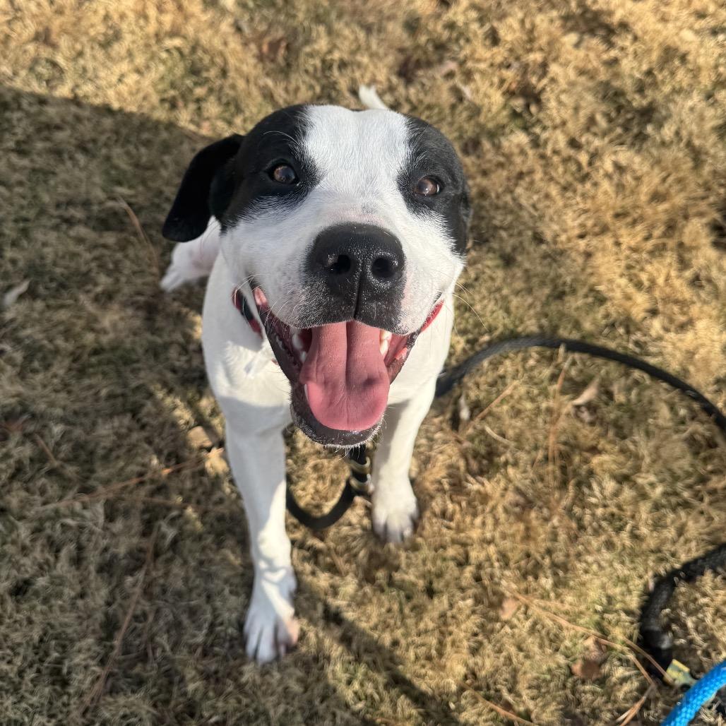 Enlarge Marshall (Adoption Fee Sponsored!), a Adoptable Mixed Breed in Alabaster, AL image 3/6