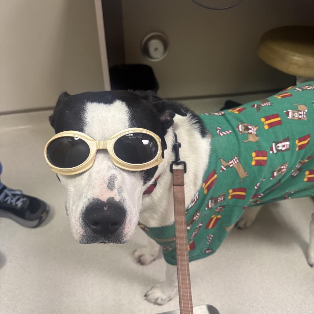 Enlarge Marshall (Adoption Fee Sponsored!), a Adoptable Mixed Breed in Alabaster, AL image 4/6