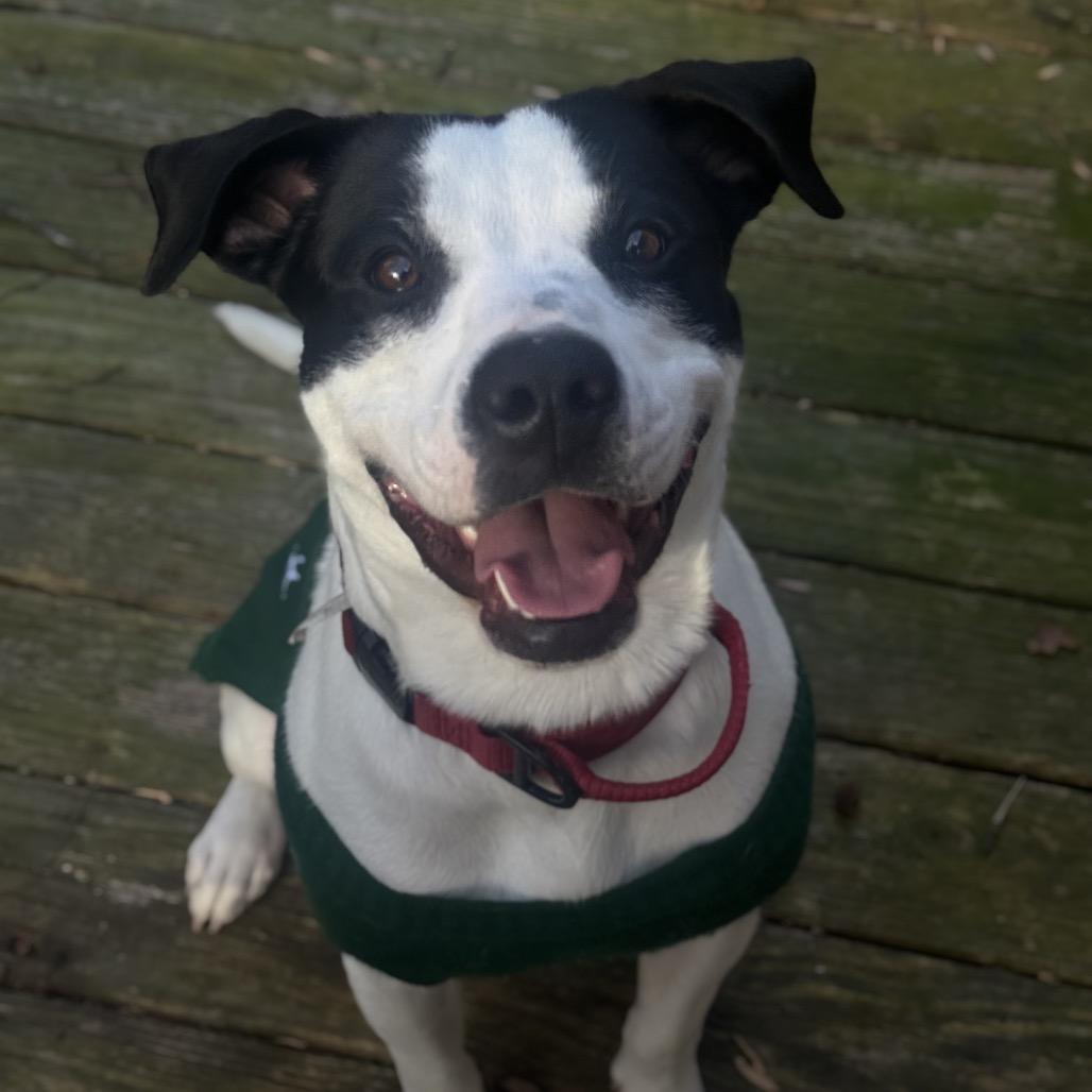 Enlarge Marshall (Adoption Fee Sponsored!), a Adoptable Mixed Breed in Alabaster, AL image 5/6