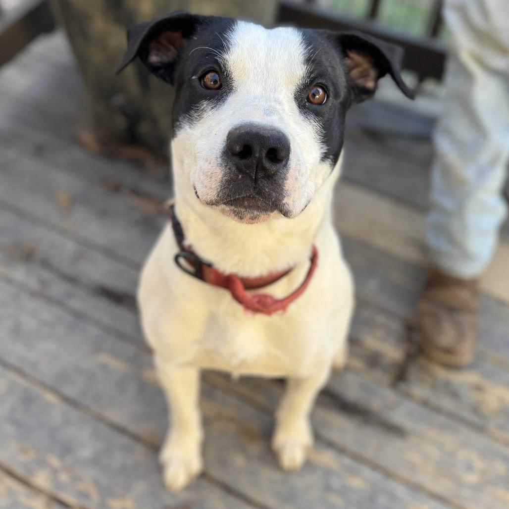 Enlarge Marshall (Adoption Fee Sponsored!), a Adoptable Mixed Breed in Alabaster, AL image 6/6