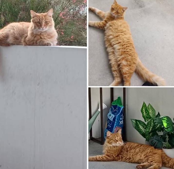 Meeser, ADOPTABLE, Adult Male Maine Coon.