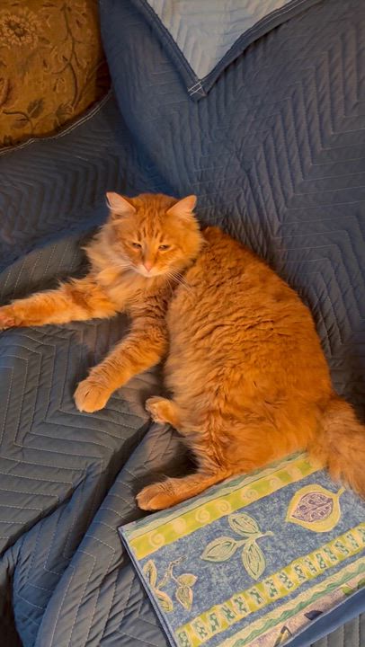 Enlarge Meeser, a ADOPTABLE Maine Coon in Costa Mesa, CA video 1/3