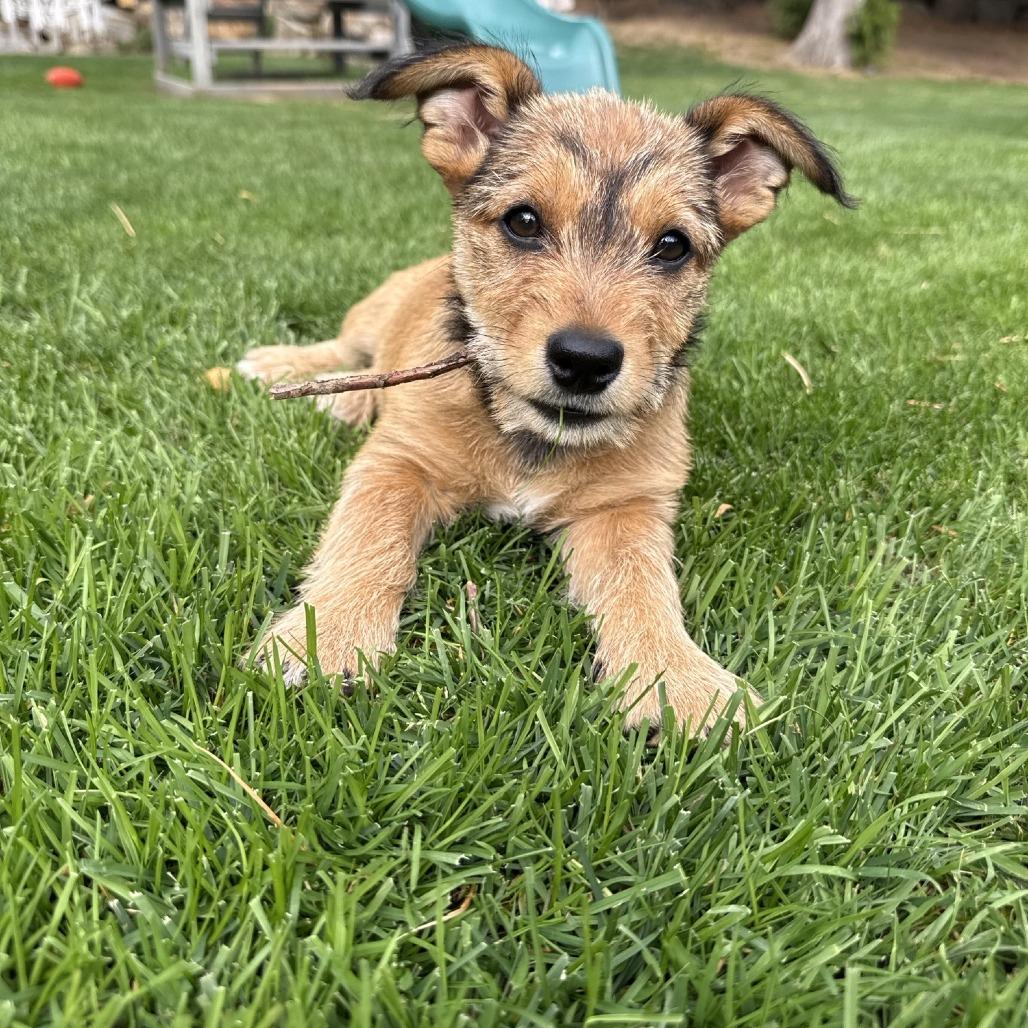 Ember, Adoptable, Puppy Female Terrier & Schnauzer.