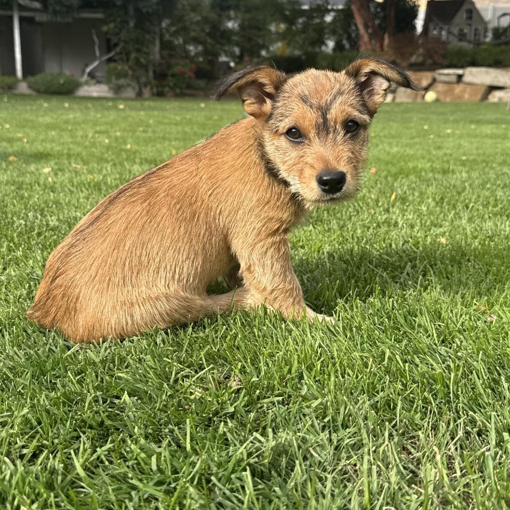 Enlarge Ember, a Adoptable mixed breed in Cashmere, WA image 2/3