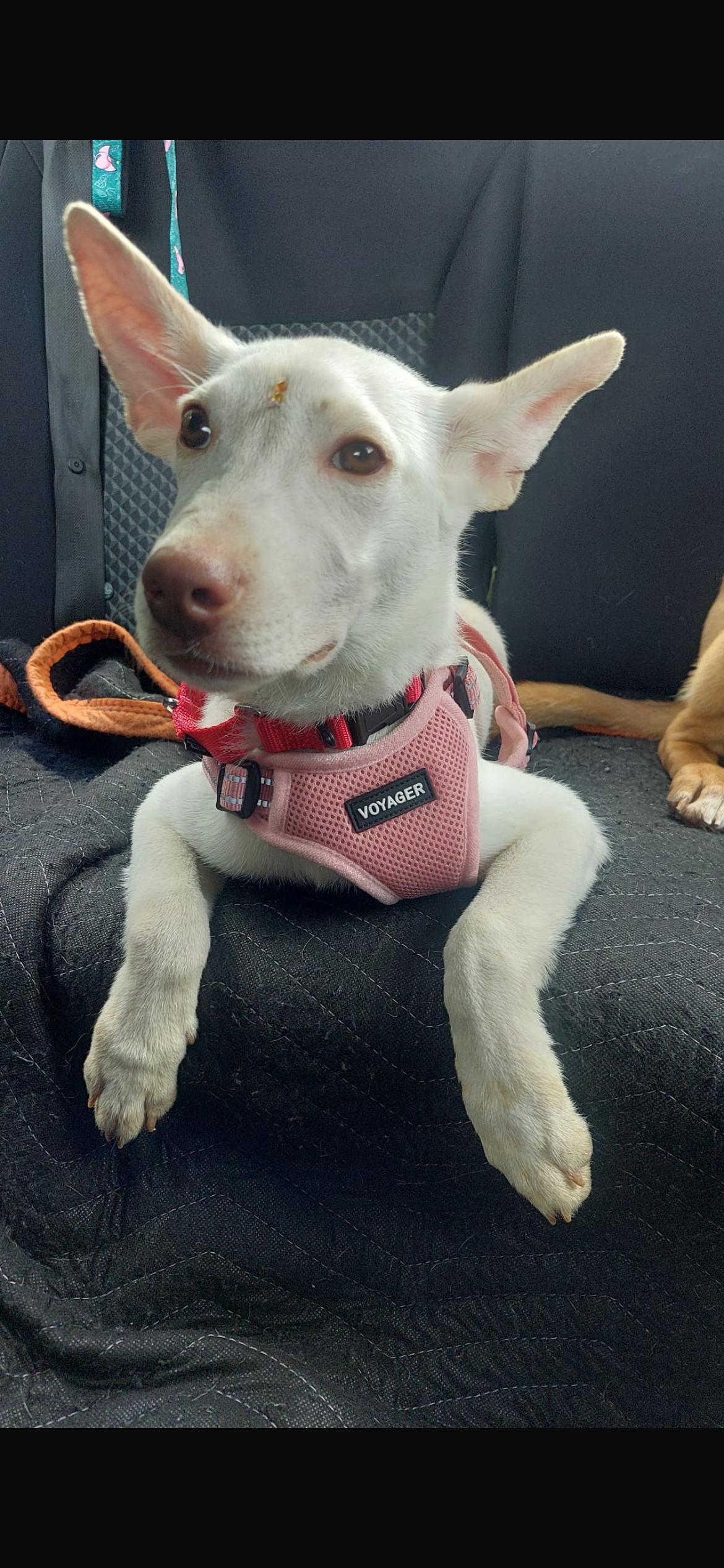Fiona