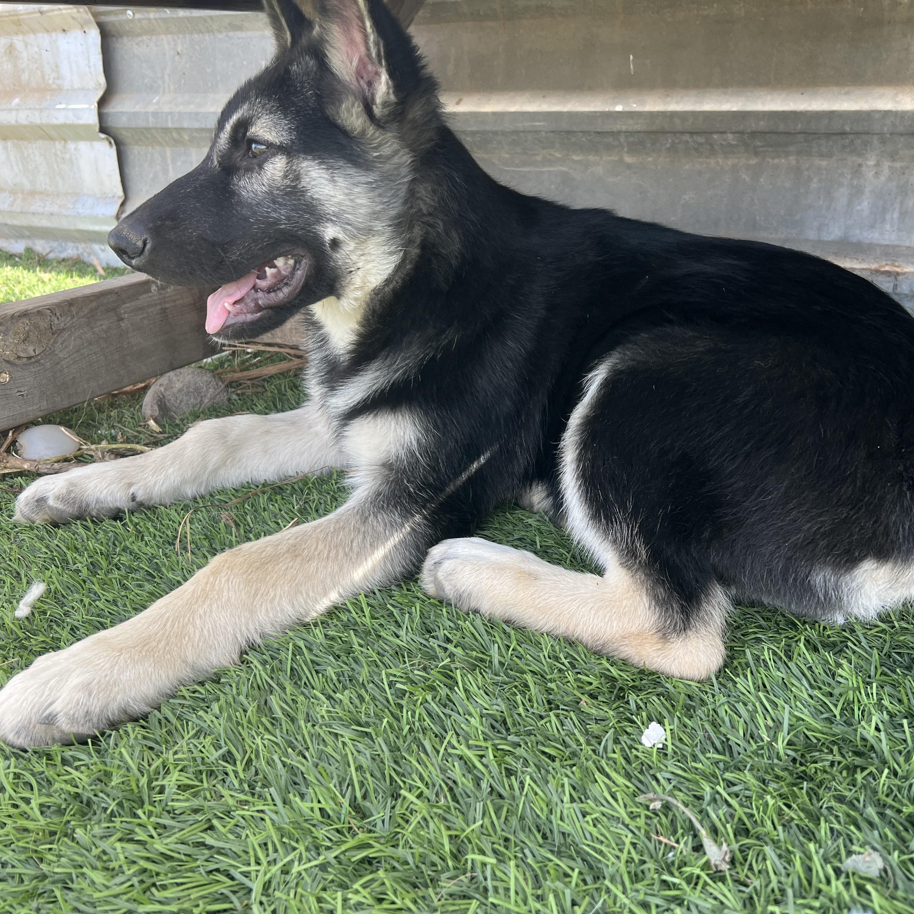 Enlarge Koda, a Adoptable mixed breed in Escondido, CA image 2/4