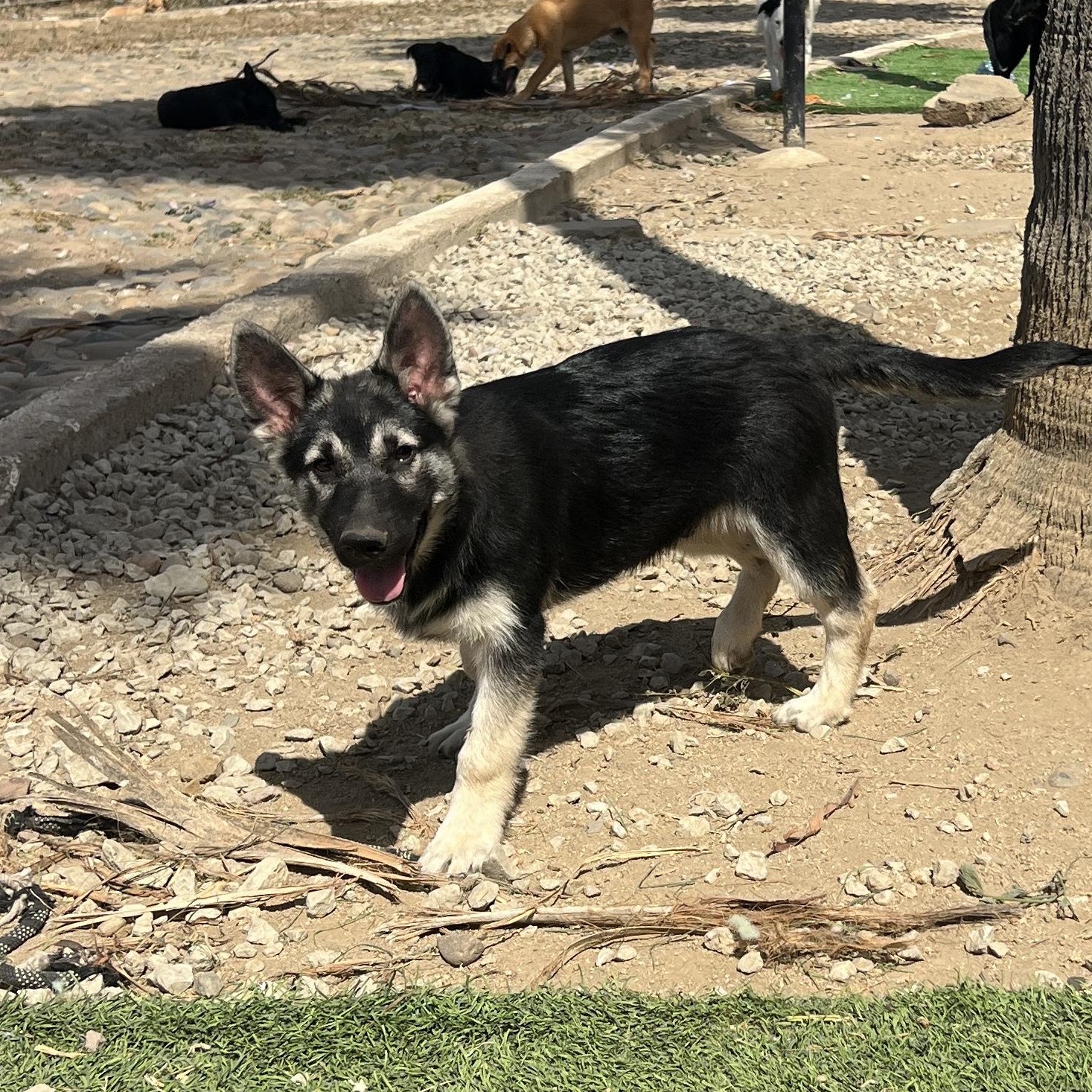 Koda, Adoptable, Puppy Male German Shepherd Dog & Husky.