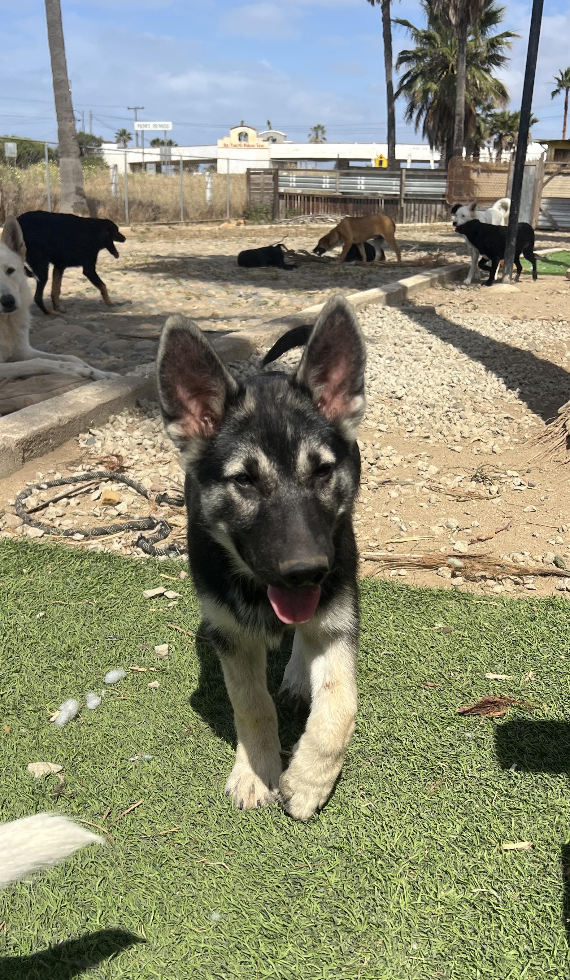 Enlarge Koda, a Adoptable mixed breed in Escondido, CA image 3/4