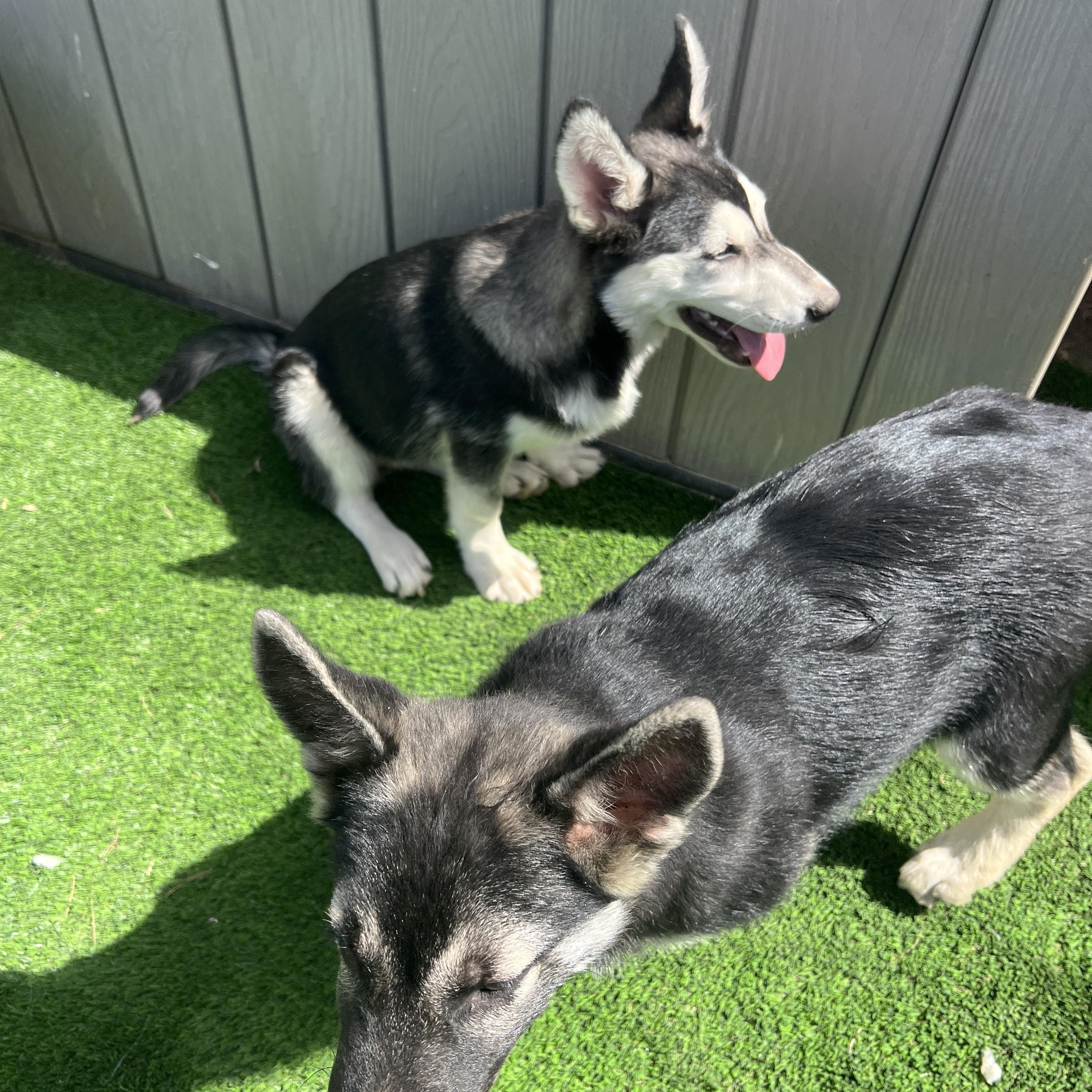 Enlarge Koda, a Adoptable mixed breed in Escondido, CA image 4/4